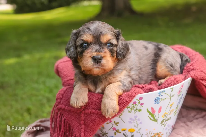 Havilah – Cavalier King Charles Spaniel, Miniature Bernedoodle puppy for sale in Warsaw, IN
