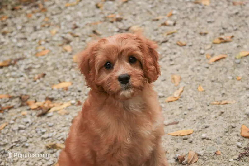 Eden – Cavalier King Charles Spaniel, Miniature Bernedoodle puppy for sale in Warsaw, IN