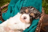 Jericho, a male Cavalier King Charles Spaniel and Miniature Bernedoodle for sale in Warsaw, IN – 2 of 7