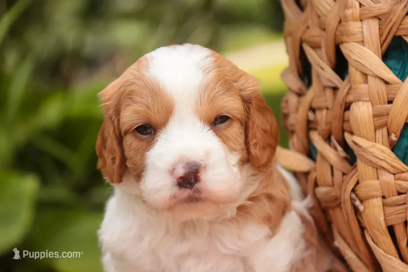 Joshua – Cavalier King Charles Spaniel, Miniature Bernedoodle puppy for sale in Warsaw, IN