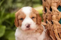 Joshua, a male Cavalier King Charles Spaniel and Miniature Bernedoodle for sale in Warsaw, IN – 1 of 7