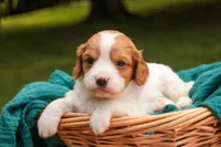 Caleb, a male Cavalier King Charles Spaniel and Miniature Bernedoodle for sale in Warsaw, IN – 2 of 7