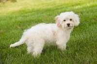 Smurf, a male Cavalier King Charles Spaniel and Miniature Bernedoodle for sale in Warsaw, IN – 3 of 10