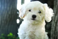 Smurf, a male Miniature Bernedoodle for sale in Warsaw, IN – 5 of 5