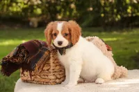 Caleb, a male Cavalier King Charles Spaniel and Miniature Bernedoodle for sale in Warsaw, IN – 5 of 9