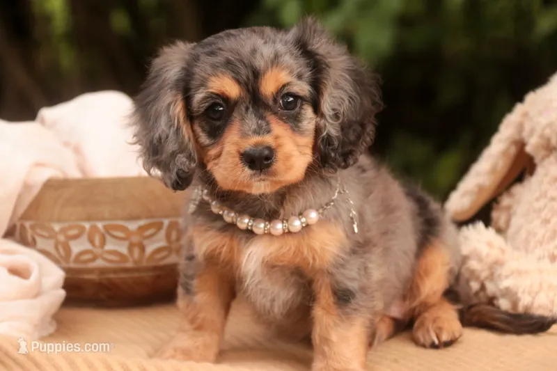 Havilah – Cavalier King Charles Spaniel, Miniature Bernedoodle puppy for sale in Warsaw, IN