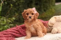 Eden, a female Cavalier King Charles Spaniel and Miniature Bernedoodle for sale in Warsaw, IN – 8 of 10