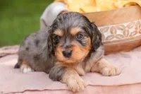 Shiloh, a male Cavalier King Charles Spaniel and Miniature Bernedoodle for sale in Warsaw, IN – 4 of 8