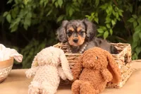 Havilah, a female Cavalier King Charles Spaniel and Miniature Bernedoodle for sale in Warsaw, IN – 10 of 10