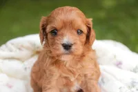 Eden, a female Cavalier King Charles Spaniel and Miniature Bernedoodle for sale in Warsaw, IN – 7 of 7