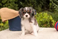 Jordan, a male Cavalier King Charles Spaniel and Miniature Bernedoodle for sale in Warsaw, IN – 6 of 10