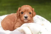 Eden, a female Cavalier King Charles Spaniel and Miniature Bernedoodle for sale in Warsaw, IN – 3 of 7