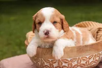 Joshua, a male Cavalier King Charles Spaniel and Miniature Bernedoodle for sale in Warsaw, IN – 4 of 7