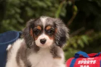 Jordan, a male Cavalier King Charles Spaniel and Miniature Bernedoodle for sale in Warsaw, IN – 10 of 10