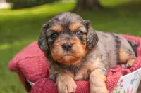 Havilah, a female Cavalier King Charles Spaniel and Miniature Bernedoodle for sale in Warsaw, IN – 7 of 7