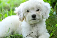 Smurf, a male Miniature Bernedoodle for sale in Warsaw, IN – 3 of 5