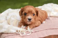 Eden, a female Cavalier King Charles Spaniel and Miniature Bernedoodle for sale in Warsaw, IN – 5 of 7