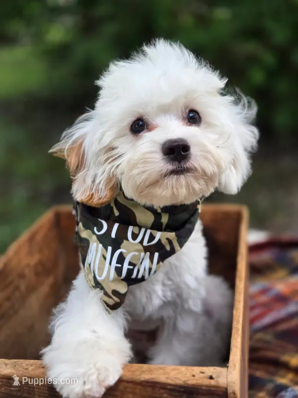 Smurf – Cavalier King Charles Spaniel, Miniature Bernedoodle puppy for sale in Warsaw, IN