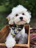 Smurf, a male Cavalier King Charles Spaniel and Miniature Bernedoodle for sale in Warsaw, IN – 1 of 10