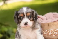 Jordan, a male Cavalier King Charles Spaniel and Miniature Bernedoodle for sale in Warsaw, IN – 1 of 7