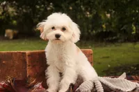 Smurf, a male Cavalier King Charles Spaniel and Miniature Bernedoodle for sale in Warsaw, IN – 6 of 10