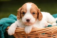 Caleb, a male Cavalier King Charles Spaniel and Miniature Bernedoodle for sale in Warsaw, IN – 4 of 7