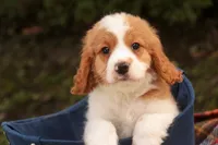 Joshua, a male Cavalier King Charles Spaniel and Miniature Bernedoodle for sale in Warsaw, IN – 8 of 10