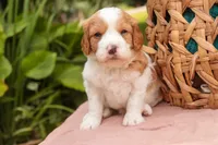 Joshua, a male Cavalier King Charles Spaniel and Miniature Bernedoodle for sale in Warsaw, IN – 5 of 7