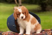 Joshua, a male Cavalier King Charles Spaniel and Miniature Bernedoodle for sale in Warsaw, IN – 9 of 10