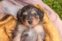 Shiloh, a male Cavalier King Charles Spaniel and Miniature Bernedoodle for sale in Warsaw, IN – 7 of 8