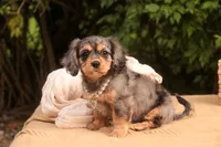 Havilah, a female Cavalier King Charles Spaniel and Miniature Bernedoodle for sale in Warsaw, IN – 4 of 10