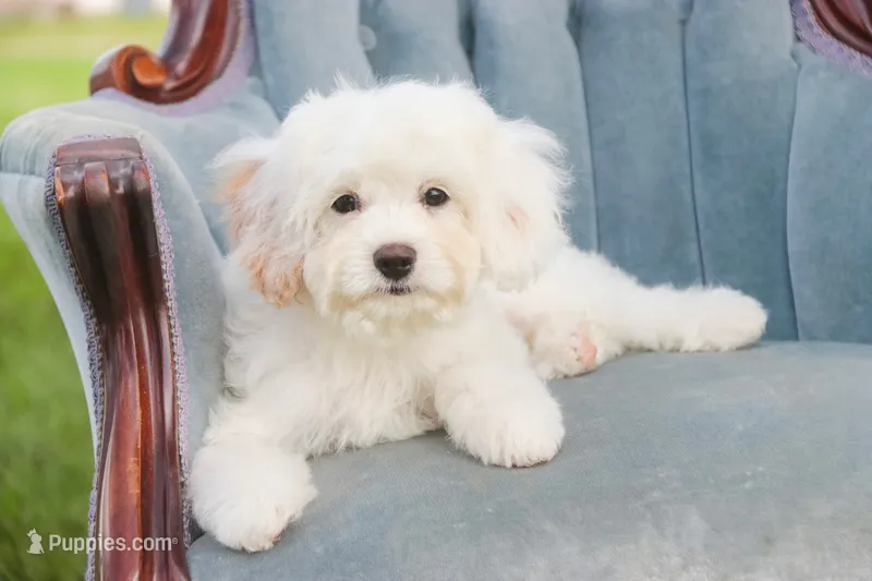 Smurf – Cavalier King Charles Spaniel, Miniature Bernedoodle puppy for sale in Warsaw, IN