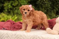 Eden, a female Cavalier King Charles Spaniel and Miniature Bernedoodle for sale in Warsaw, IN – 2 of 10