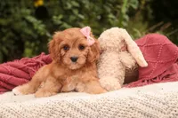 Eden, a female Cavalier King Charles Spaniel and Miniature Bernedoodle for sale in Warsaw, IN – 5 of 10