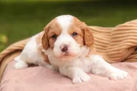 Joshua, a male Cavalier King Charles Spaniel and Miniature Bernedoodle for sale in Warsaw, IN – 7 of 7
