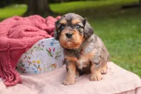 Havilah, a female Cavalier King Charles Spaniel and Miniature Bernedoodle for sale in Warsaw, IN – 4 of 7