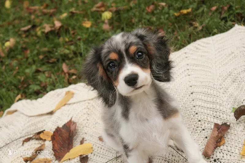 Jordan – Cavalier King Charles Spaniel, Miniature Bernedoodle puppy for sale in Warsaw, IN