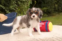 Jordan, a male Cavalier King Charles Spaniel and Miniature Bernedoodle for sale in Warsaw, IN – 8 of 10