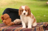 Joshua, a male Cavalier King Charles Spaniel and Miniature Bernedoodle for sale in Warsaw, IN – 3 of 10