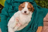 Caleb, a male Cavalier King Charles Spaniel and Miniature Bernedoodle for sale in Warsaw, IN – 3 of 7