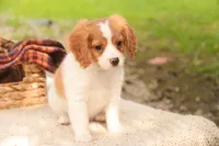 Caleb, a male Cavalier King Charles Spaniel and Miniature Bernedoodle for sale in Warsaw, IN – 3 of 9