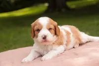 Joshua, a male Cavalier King Charles Spaniel and Miniature Bernedoodle for sale in Warsaw, IN – 2 of 7