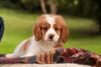 Joshua, a male Cavalier King Charles Spaniel and Miniature Bernedoodle for sale in Warsaw, IN – 2 of 10