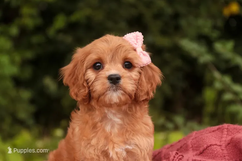 Eden – Cavalier King Charles Spaniel, Miniature Bernedoodle puppy for sale in Warsaw, IN