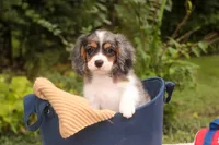 Jordan, a male Cavalier King Charles Spaniel and Miniature Bernedoodle for sale in Warsaw, IN – 7 of 10