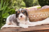 Jordan, a male Cavalier King Charles Spaniel and Miniature Bernedoodle for sale in Warsaw, IN – 4 of 7