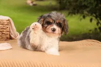 Jericho, a male Cavalier King Charles Spaniel and Miniature Bernedoodle for sale in Warsaw, IN – 2 of 8