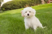 Smurf, a male Cavalier King Charles Spaniel and Miniature Bernedoodle for sale in Warsaw, IN – 4 of 10