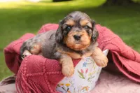 Havilah, a female Cavalier King Charles Spaniel and Miniature Bernedoodle for sale in Warsaw, IN – 2 of 7