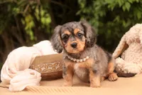 Havilah, a female Cavalier King Charles Spaniel and Miniature Bernedoodle for sale in Warsaw, IN – 5 of 10